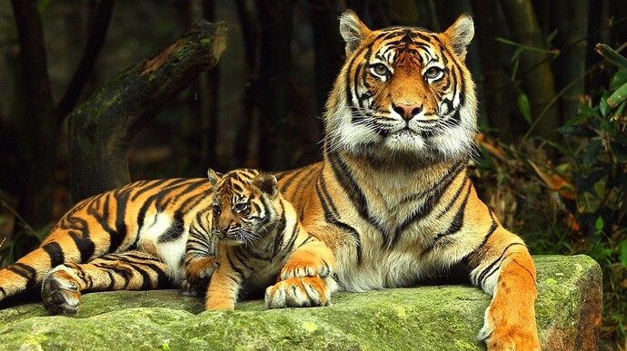 tigre-con-piccolo